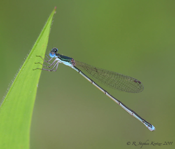 Nehalennia integricollis, female